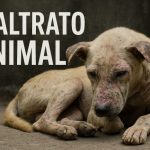 Maltrato animal – Guía Completa de Acceso